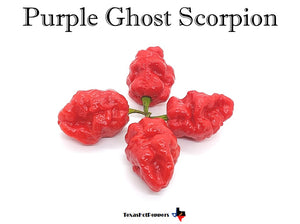 Purple Ghost Scorpion