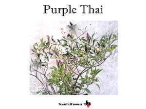 Thai Hot Pepper Seed Collection - 10 Different Varieties