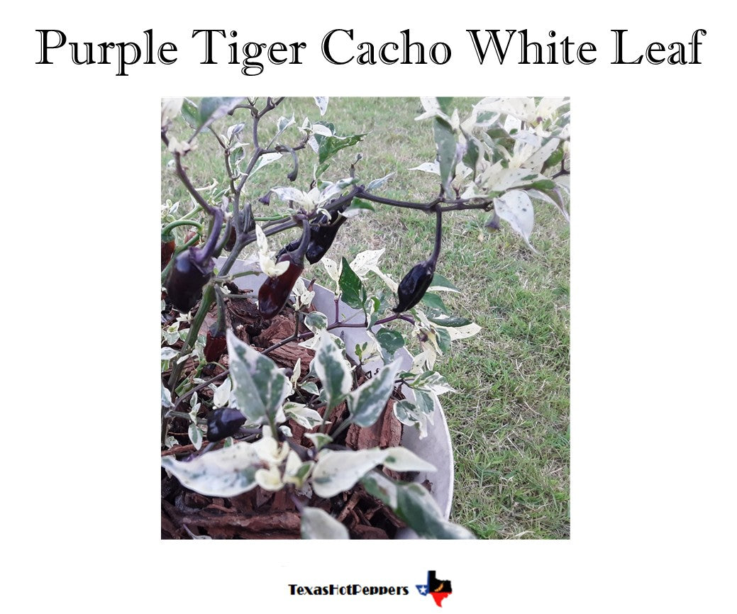 Purple Tiger Cacho White Leaf