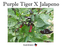 Load image into Gallery viewer, Purple Tiger X Jalapeno