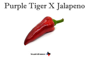 Purple Tiger X Jalapeno