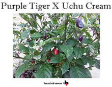 Load image into Gallery viewer, Purple Tiger X Uchu Cream