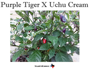 Purple Tiger X Uchu Cream