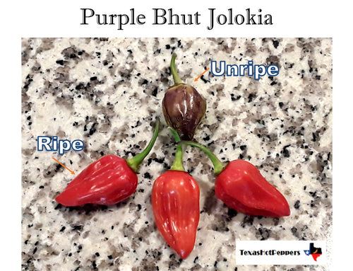 Purple Bhut Jolokia Seeds