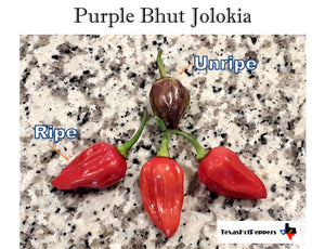 Purple Bhut Jolokia Seeds