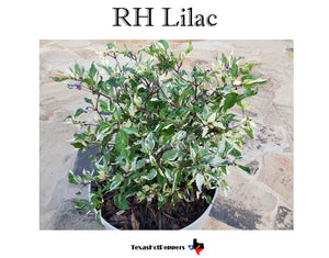 RH Lilac