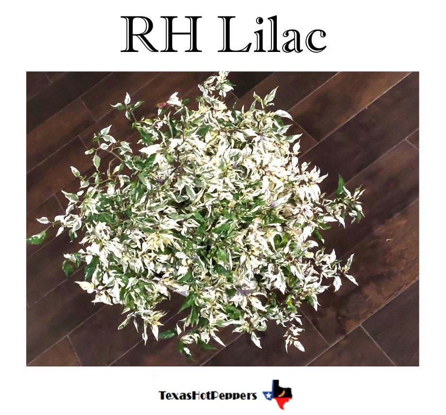 RH Lilac