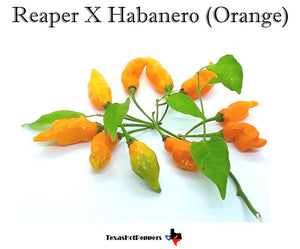 Reaper X Habanero (Orange)