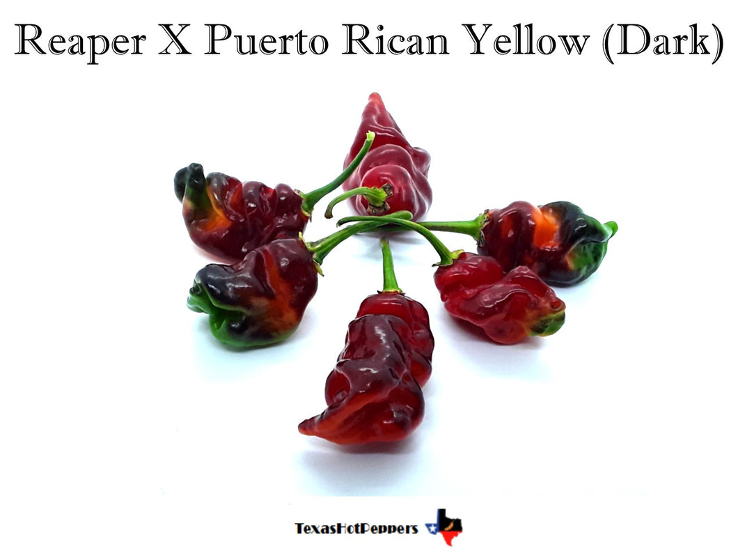 Reaper X Puerto Rican Yellow (Dark)