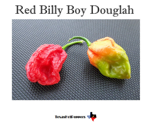 Red Billy Boy Douglah
