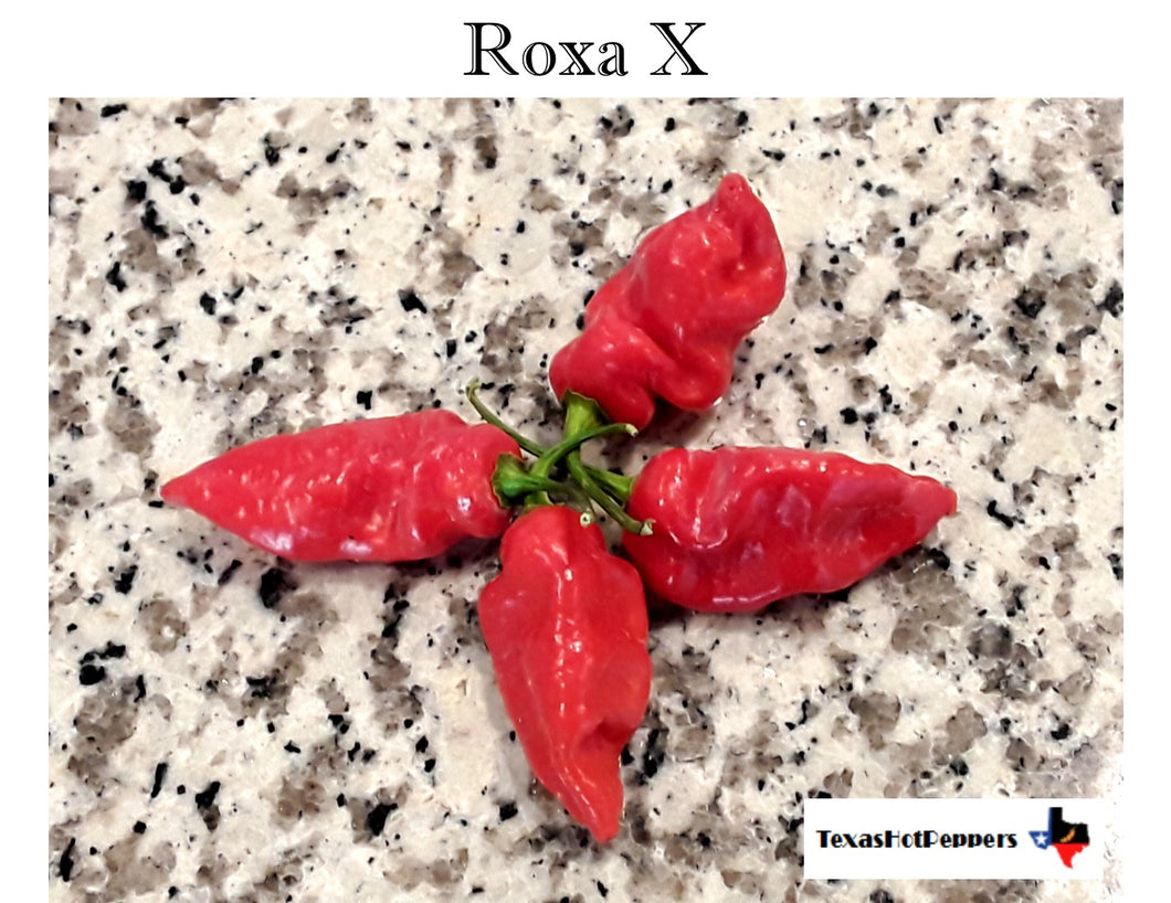 Roxa X