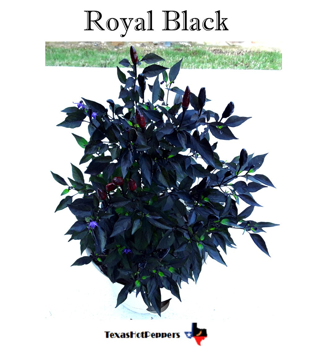 Royal Black Texas Hot Peppers