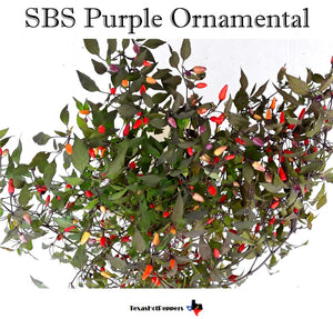 SBS Purple Ornamental