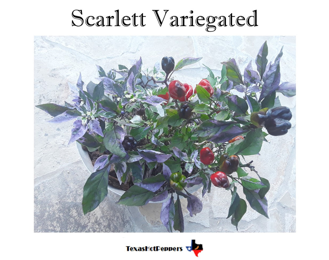 Scarlett Variegated