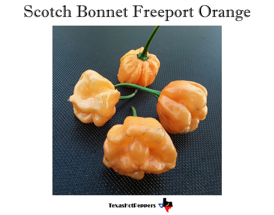 Scotch Bonnet Freeport Orange
