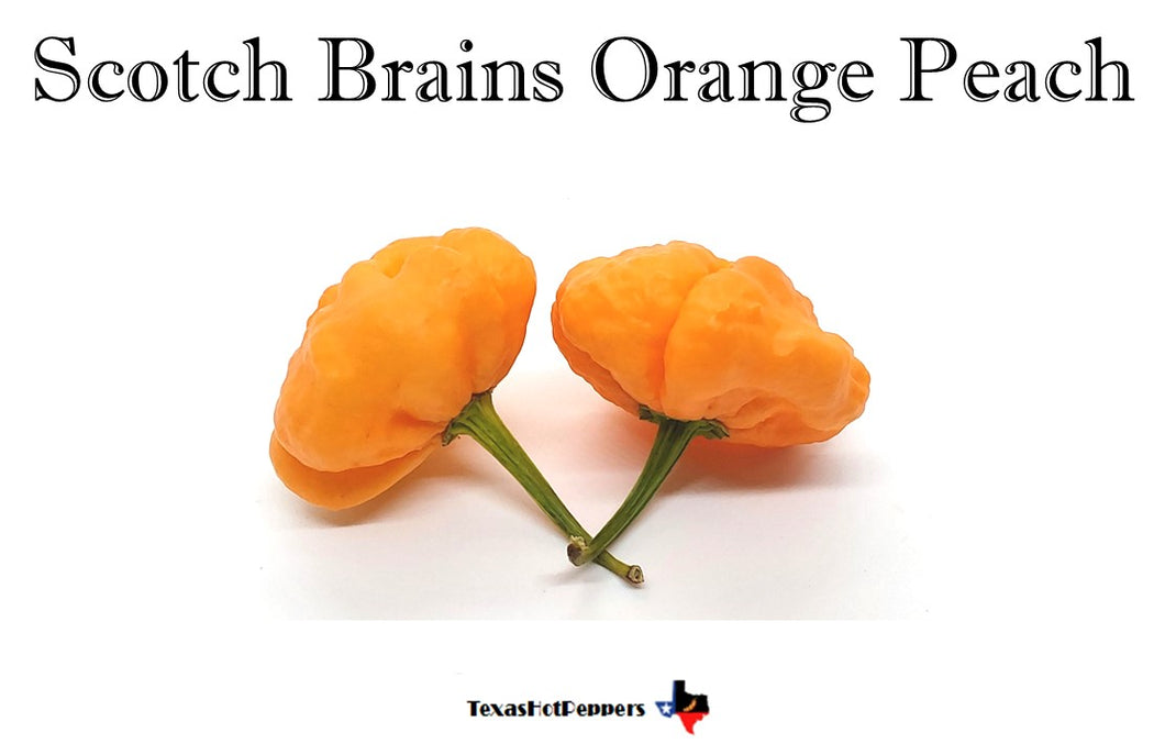 Scotch Brains Orange Peach
