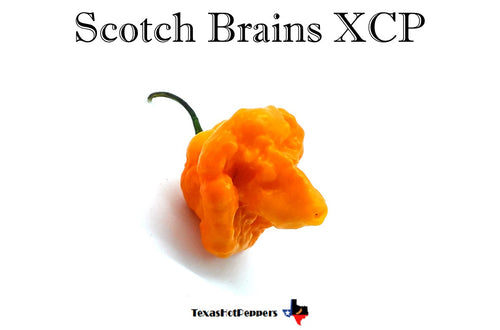 Scotch Brains XCP