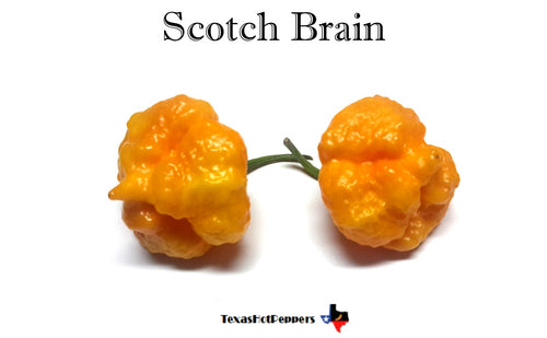 Scotch Brain