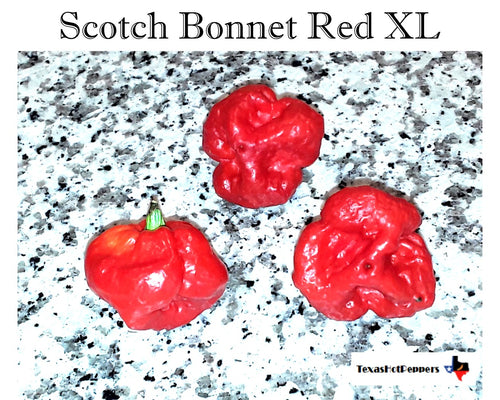 Scotch Bonnet Red XL - Seeds