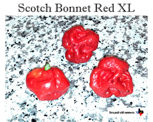 Scotch Bonnet Red XL - Seeds