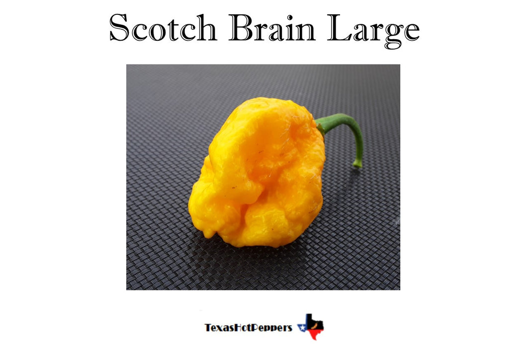Scotch Brain Large