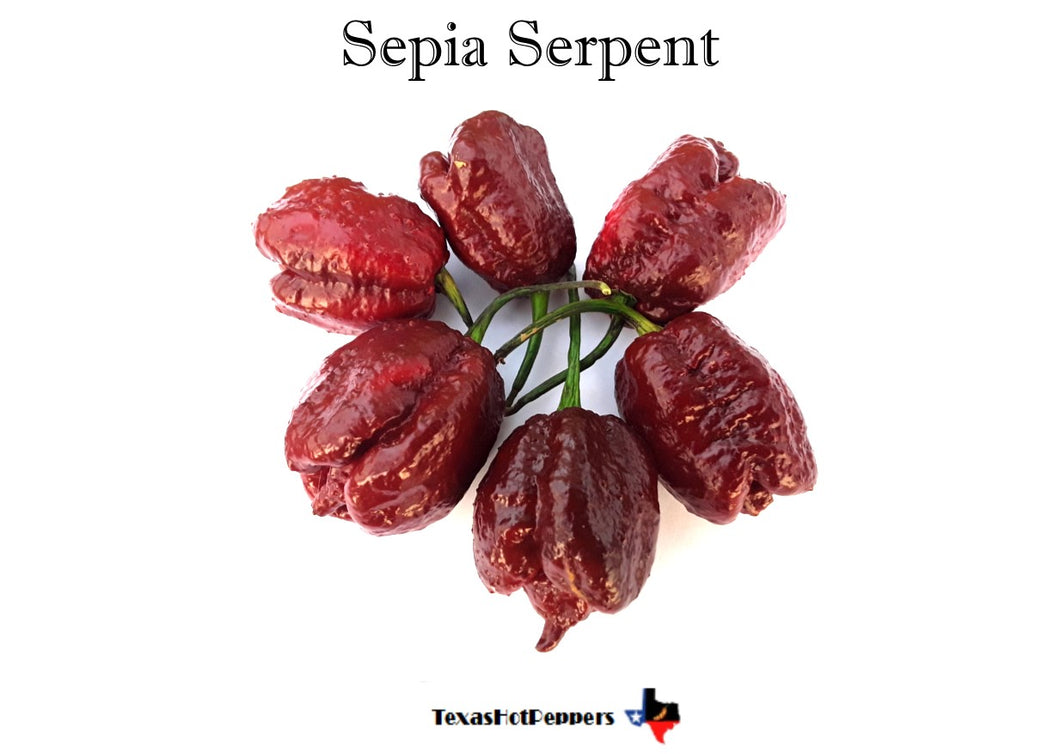 Sepia Serpent