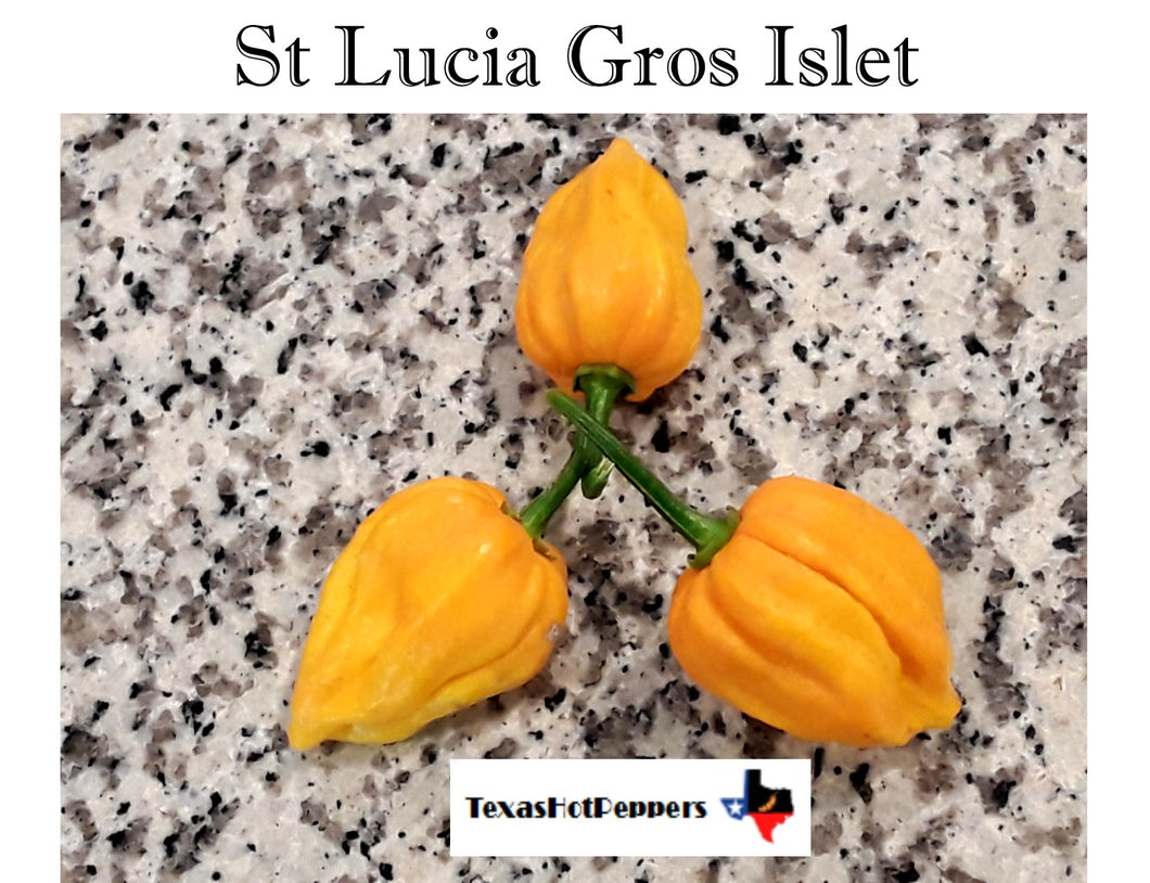 St Lucia Gros Islet Scotch Bonnet