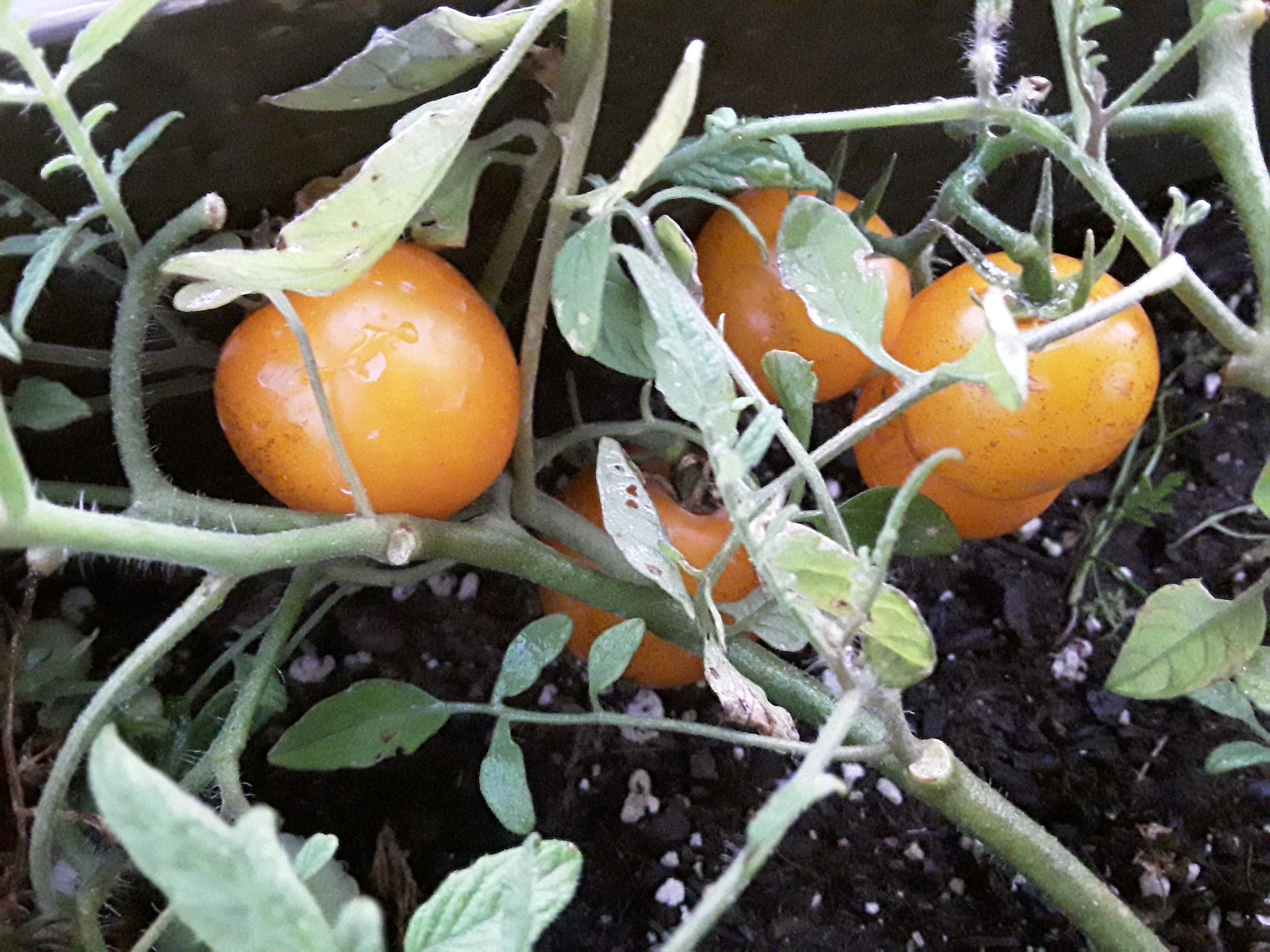 Tomato Seeds - Varieties S - Z – Texas Hot Peppers