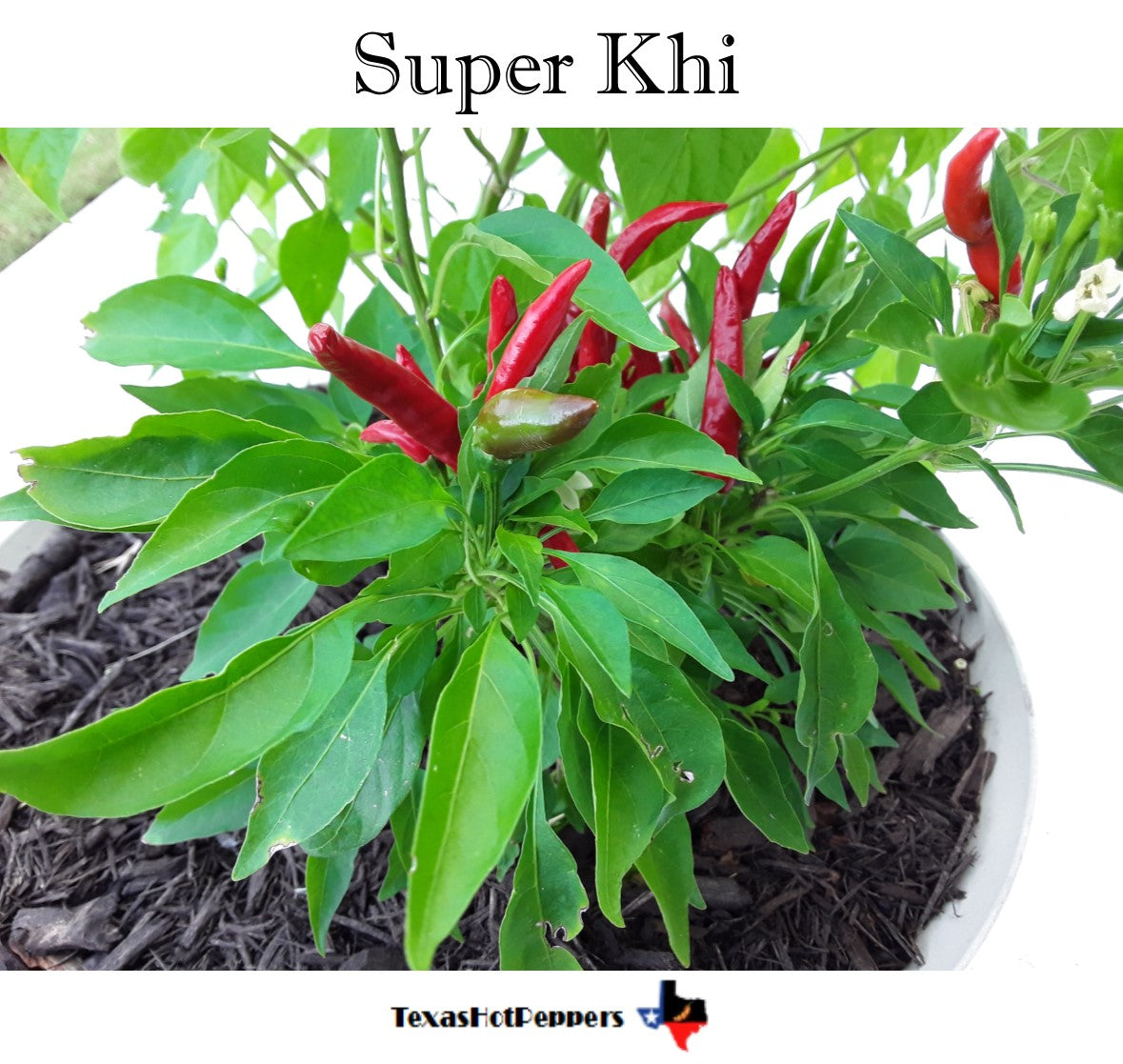 Super Khi – Texas Hot Peppers