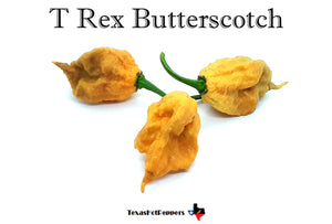 T Rex Butterscotch