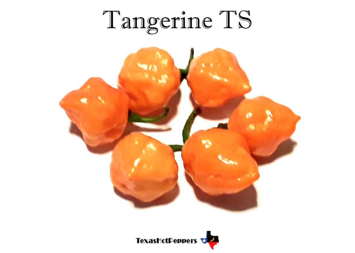 TangerineTS