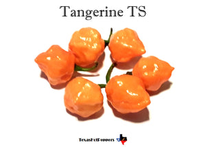 Tangerine TS