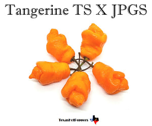 Tangerine TS X JPGS