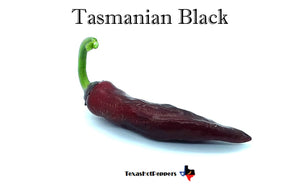 Tasmanian Black