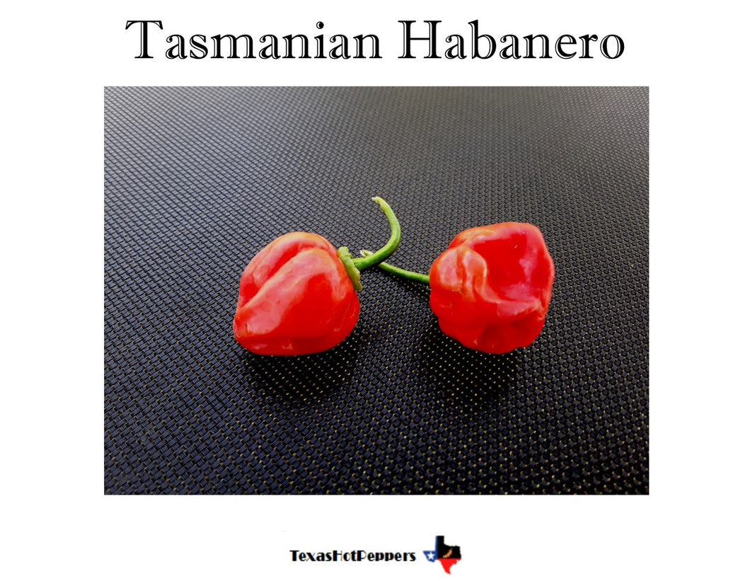 Tasmanian Habanero