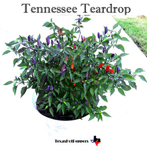 Tennessee Teardrop