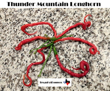 Load image into Gallery viewer, Thunder Mountain Longhorn