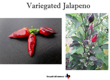 Load image into Gallery viewer, Variegated Jalapeno