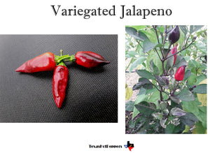 Variegated Jalapeno
