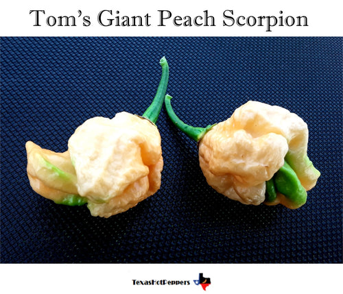 Tom's Giant Peach Scorpion