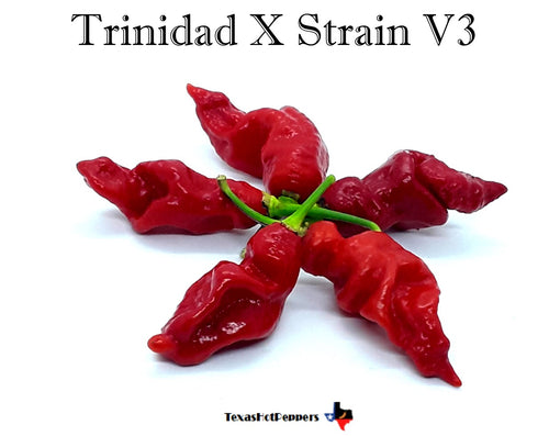 Trinidad X Strain V3