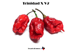 Trinidad X V2 (Short)