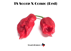 Trinidad Scorpion X Congo Red