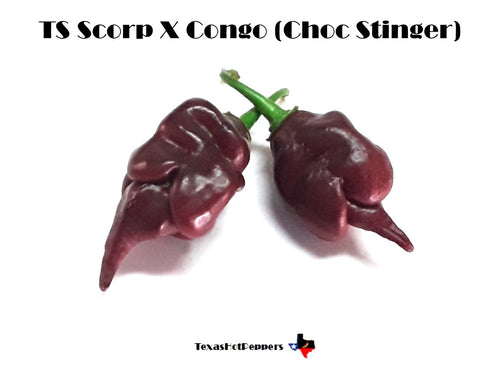 Trindad Scorpion X Congo Chocolate
