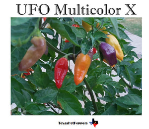 UFO Multicolor X