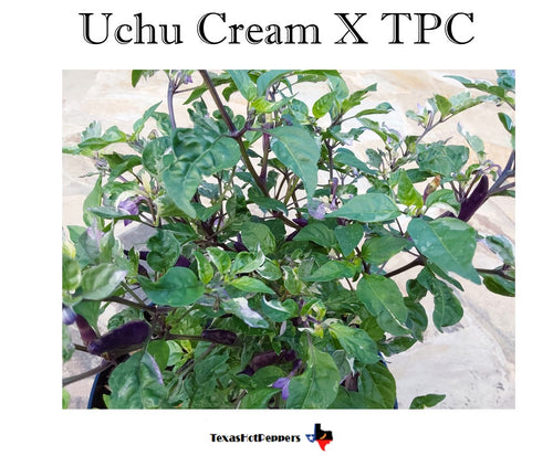 Uchu Cream X Trinidad Purple Coffee