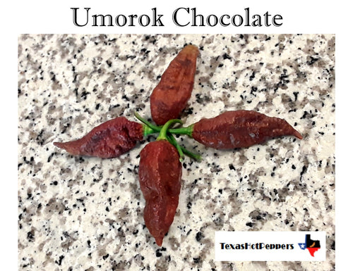 Umorok Chocolate