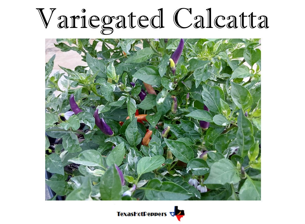 Variegated Calcatta – Texas Hot Peppers