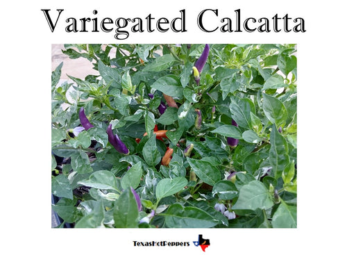 Variegated Calcatta