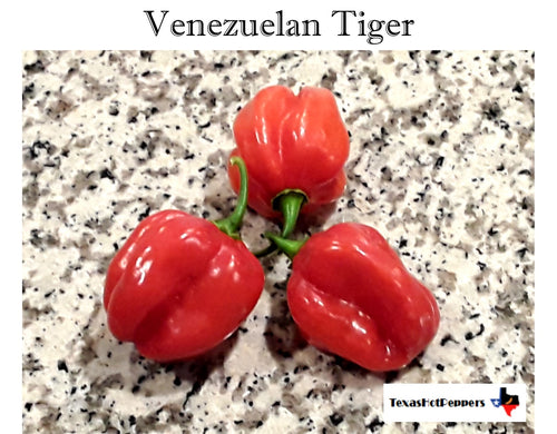 Venezuelan Tiger